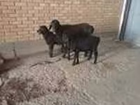 Ziege, Alpine goat — Foto 7
