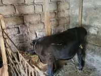 सांड, मवेशी — फ़ोटो 2