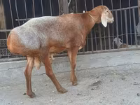 Widder, Saryarka sheep — Foto 3