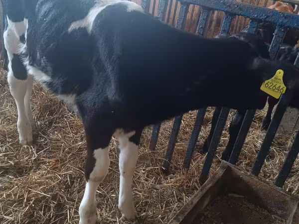 Kuh, Rinder