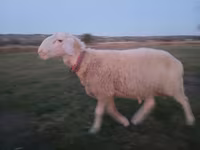 Ram, Assaf sheep — photo 5