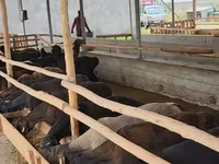 Carnero, Ovejas — foto 4
