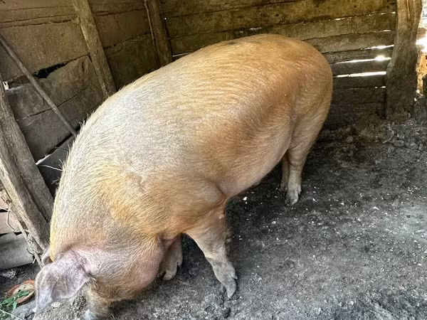 母猪, Pigs