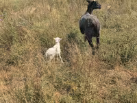Schaf, Romanov sheep — Foto 2