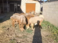 मेढ़ा, Hissar sheep — फ़ोटो 4