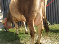 Kuh, Swiss cattle — Foto 1