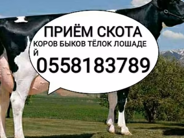Бык, Голштинская порода — Кыргызстан