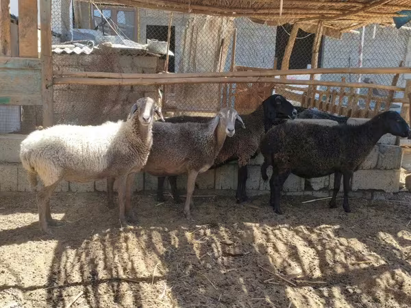 كبش, الأغنام — أوزبكستان