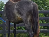 Yegua, Rocky Mountain Horse — foto 5
