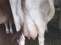 Kuh, Swiss cattle — Foto 2