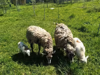 मेढ़ा, Edilbay sheep — फ़ोटो 7