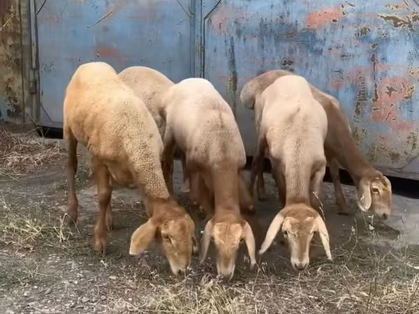 Schaf, Arashan sheep — Kirgisistan