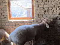 Carnero, Arashan sheep — foto 1