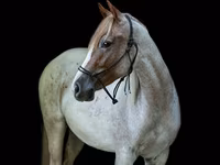 Mare, Quarter Horse — photo 3