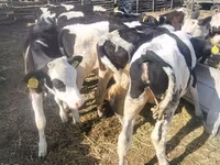 Vaca, Ganado vacuno — foto 4