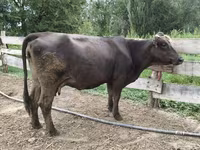 Kuh, Alatau-Rasse — Foto 1