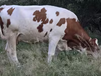 Kuh, Simmental cattle — Foto 3
