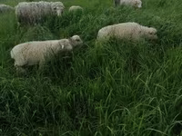 Widder, Merino sheep — Foto 4