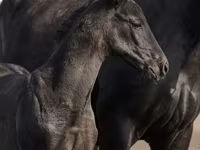 Hengst, Trakehner — Foto 4