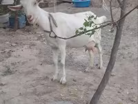 Goat, Goats — photo 1