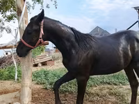 Horse (M), Horses — photo 1