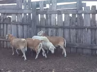Carnero, Katum sheep — foto 2