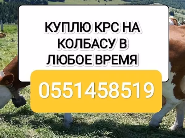 Бык, Коровы