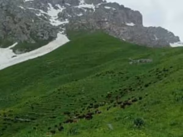 Кой кайтарганы уйбулолуу чабан керек айлык акы келишим баада акы оз