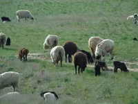 Ram, Sheep — photo 5