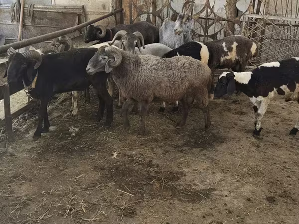 Овца, Бараны