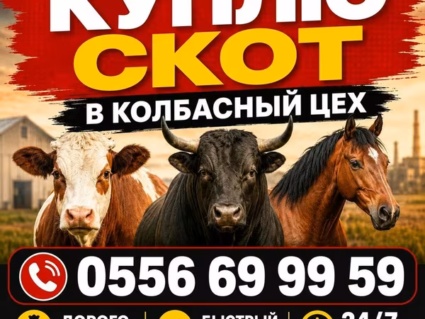Бык, Коровы — Кыргызстан