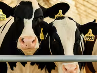 Vaca, Raza Holstein — foto 4