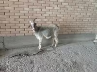 Ziege, Alpine goat — Foto 2