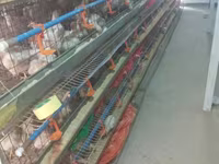 Chickens — الصورة 2