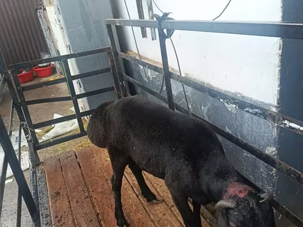 كبش, Hissar sheep