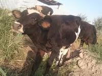 Toro, Raza Holstein — foto 8
