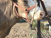 Vaca, Raza Alatau — foto 5