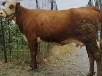 Vaca, Simmental cattle — foto 8
