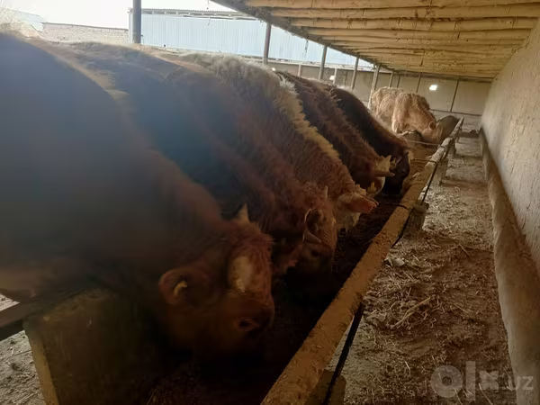 Bulle, Simmental cattle