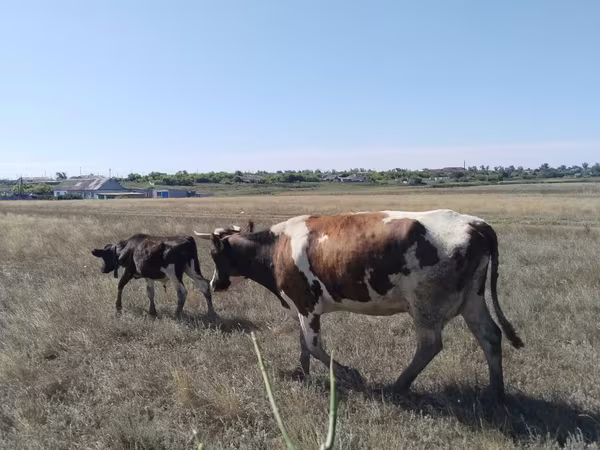 Bulle, Rinder — Kasachstan