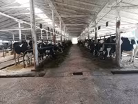 Vaca, Raza Holstein — foto 1