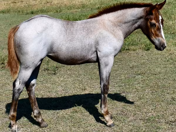 Stute, Quarter Horse