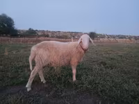 Ram, Assaf sheep — photo 3