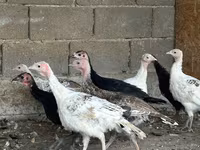 Turkeys — Foto 8
