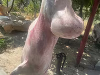 Carnero, Ovejas — foto 6