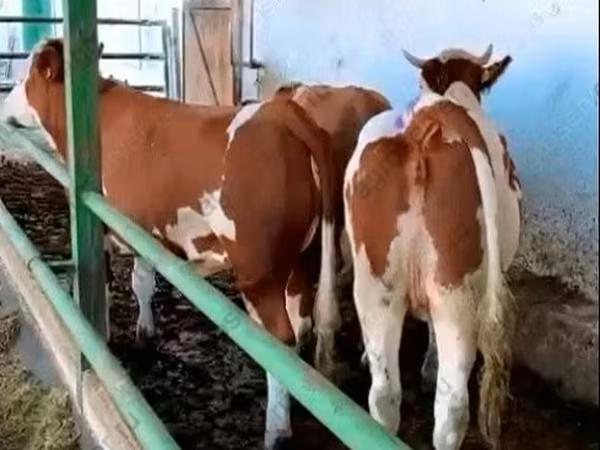 بقرة, Simmental cattle