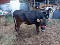 Kuh, Swiss cattle — Foto 1