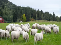 Субпродукты говядина, баранина, конина закупаем на постояной основе. Viber WhatsApp Telegram. — 照片 3