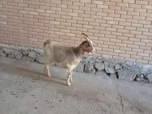 Коза, Альпийская коза