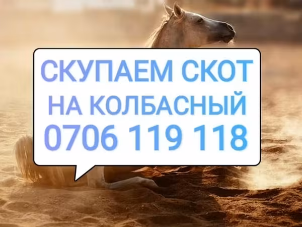 Конь, Лошади — Кыргызстан